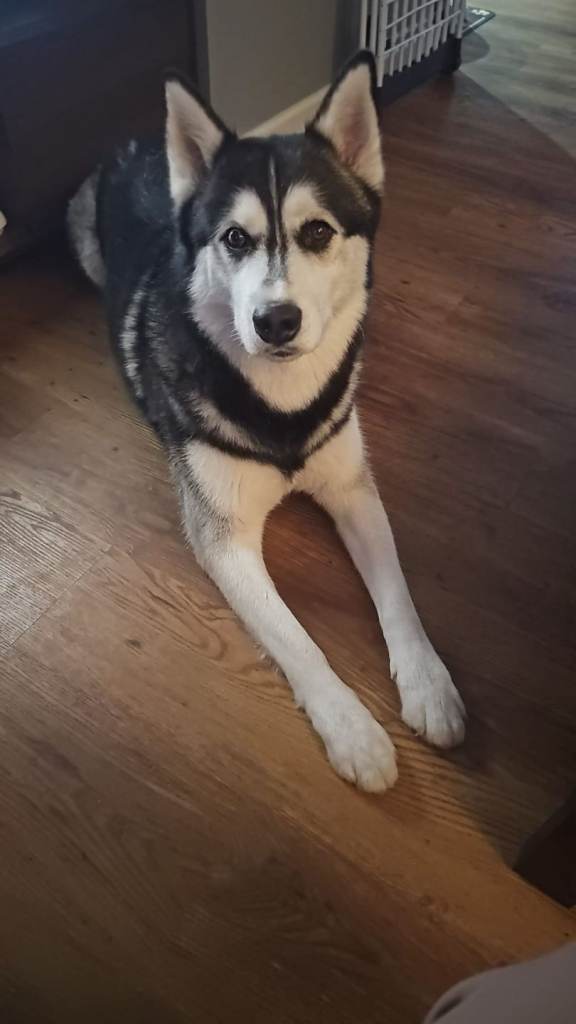 Simba - syberian Husky 
