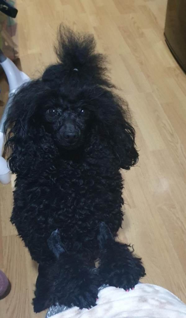 Gorgeous KC Toy Poodle boy For Sale
