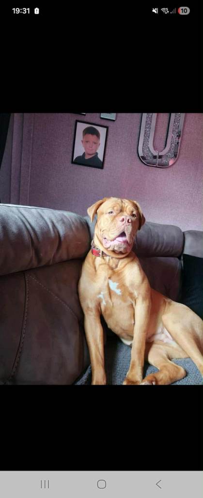 Dogue De Bordeaux Puppies