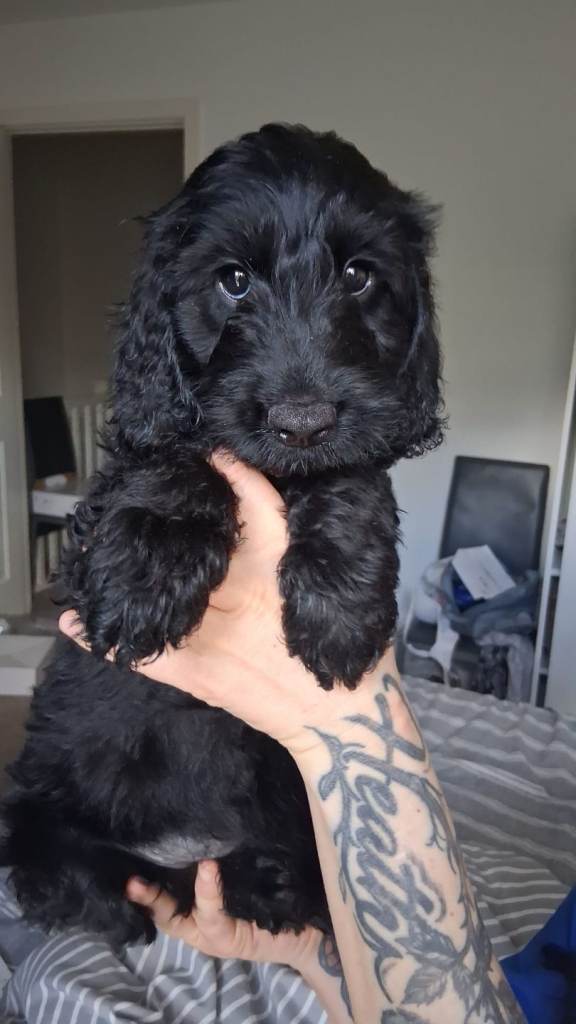 F2 cockapoo