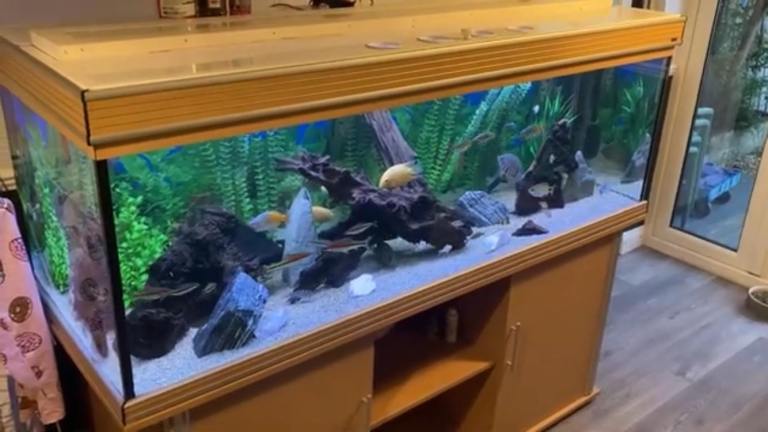 SOLD      600 litre fish tank 