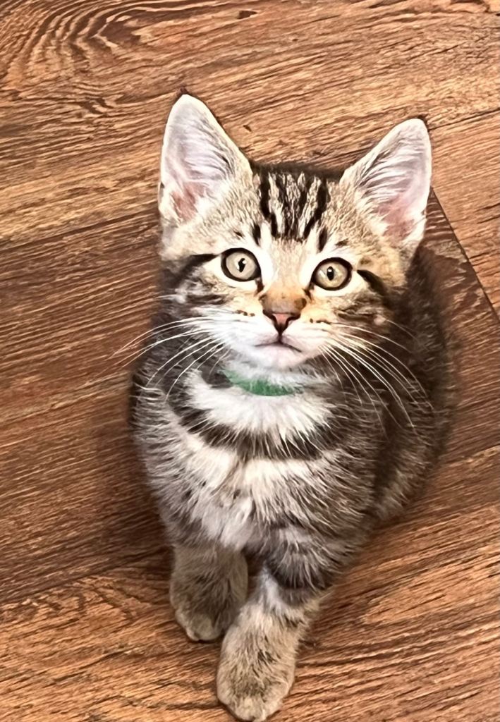 Kittens all boys!  