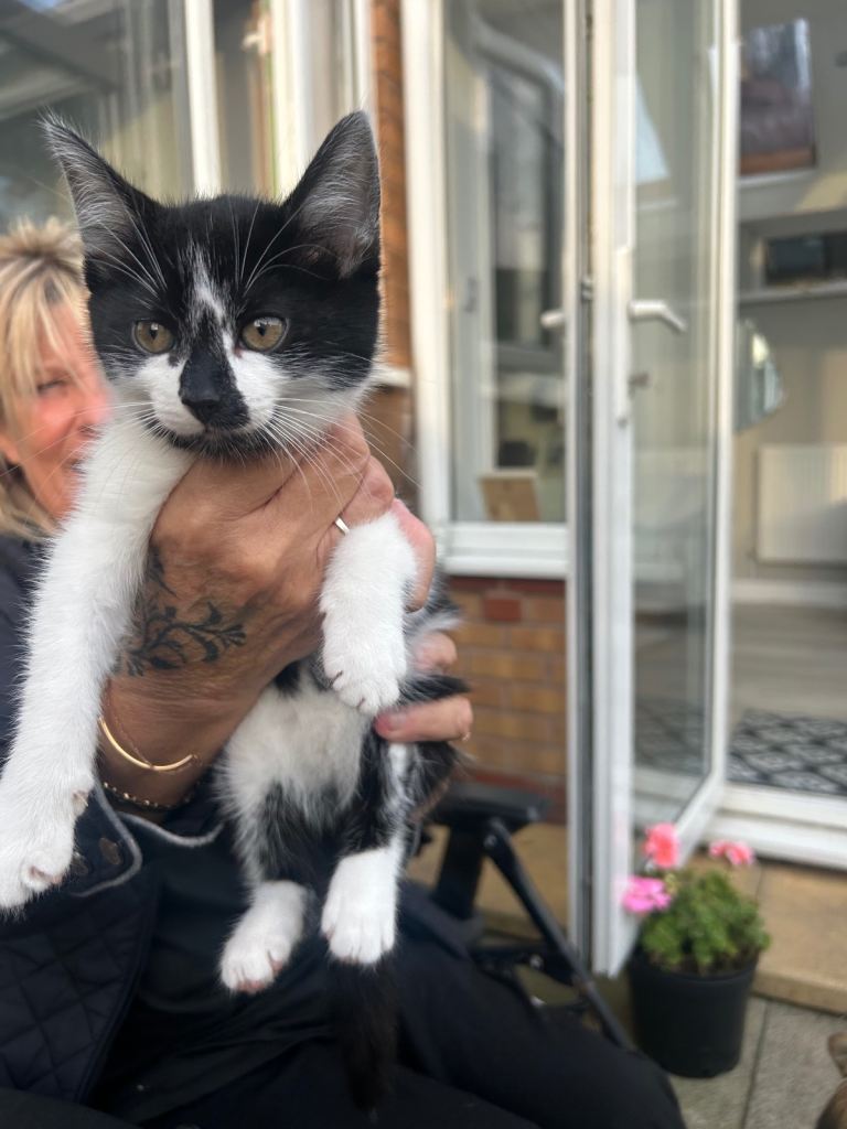 Black and white cat