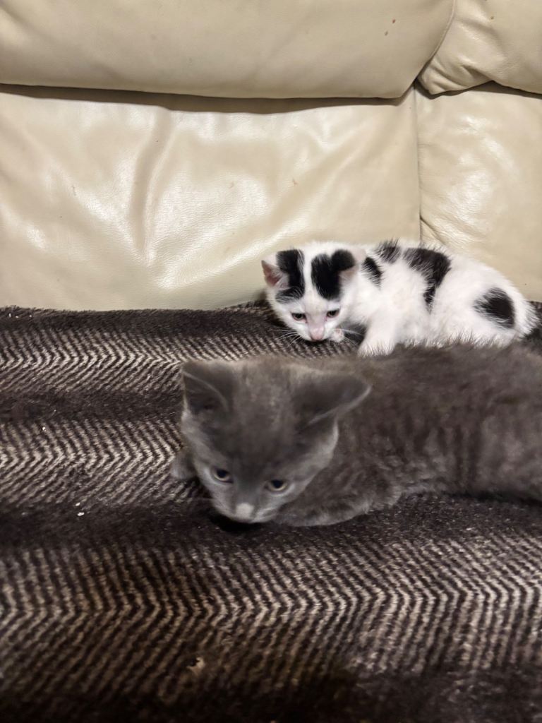 2 male kittens