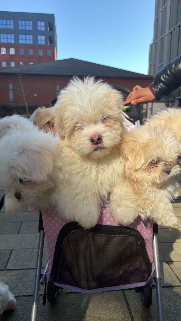 Cute & Playful Pomeranian–Shih Tzu Puppies Ready for New Homes