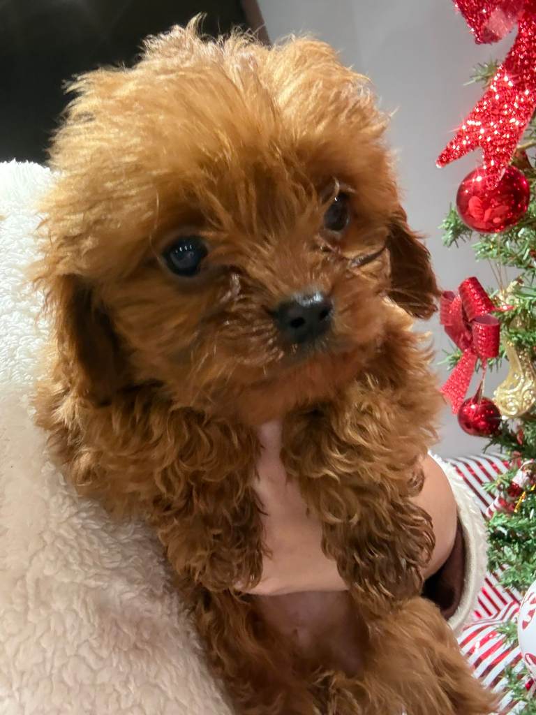 image for Mini Cavapoo