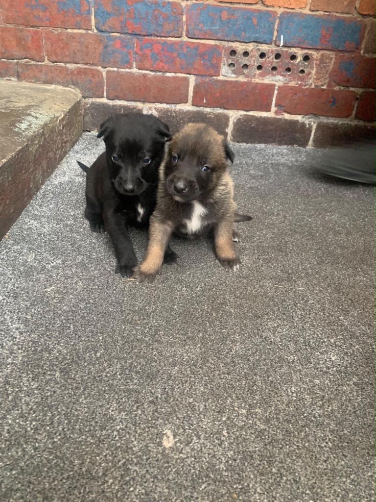 Belgian Malinois x Dutch 