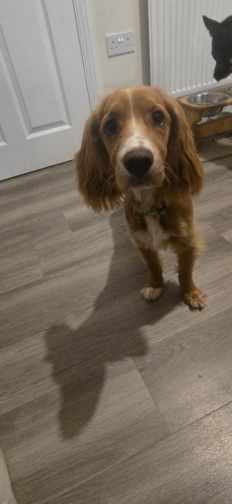 Cocker Spaniel 6 months old