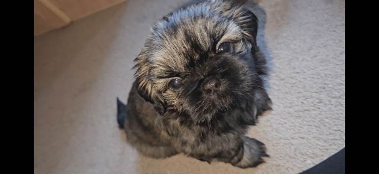 Imperial Shih tzu- Two Beautiful girls left ❤️ 