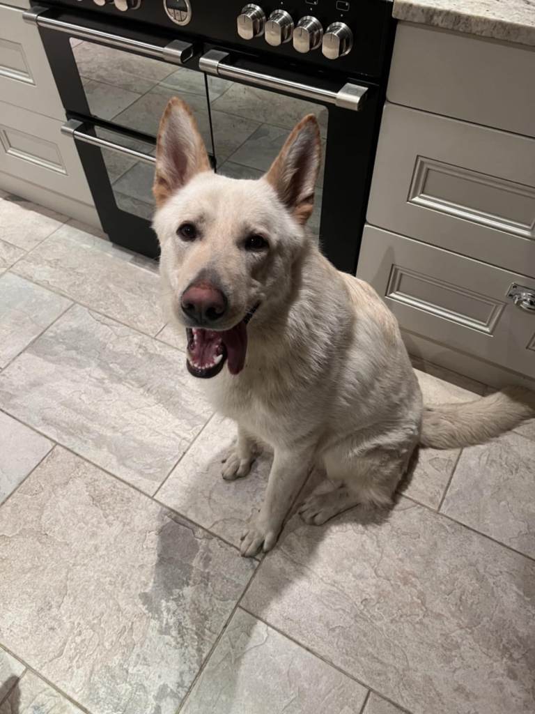 GERMAN SHEPHERD MALE 2 YEARS OLD