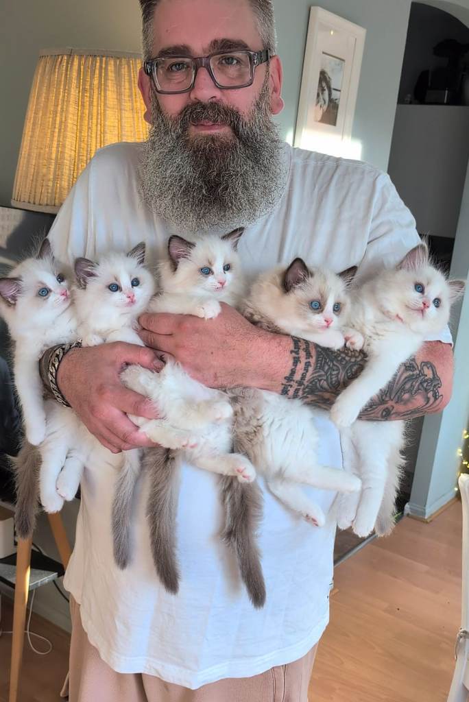 Tica registered Bicolor ragdolls from Imperial grand champion lines