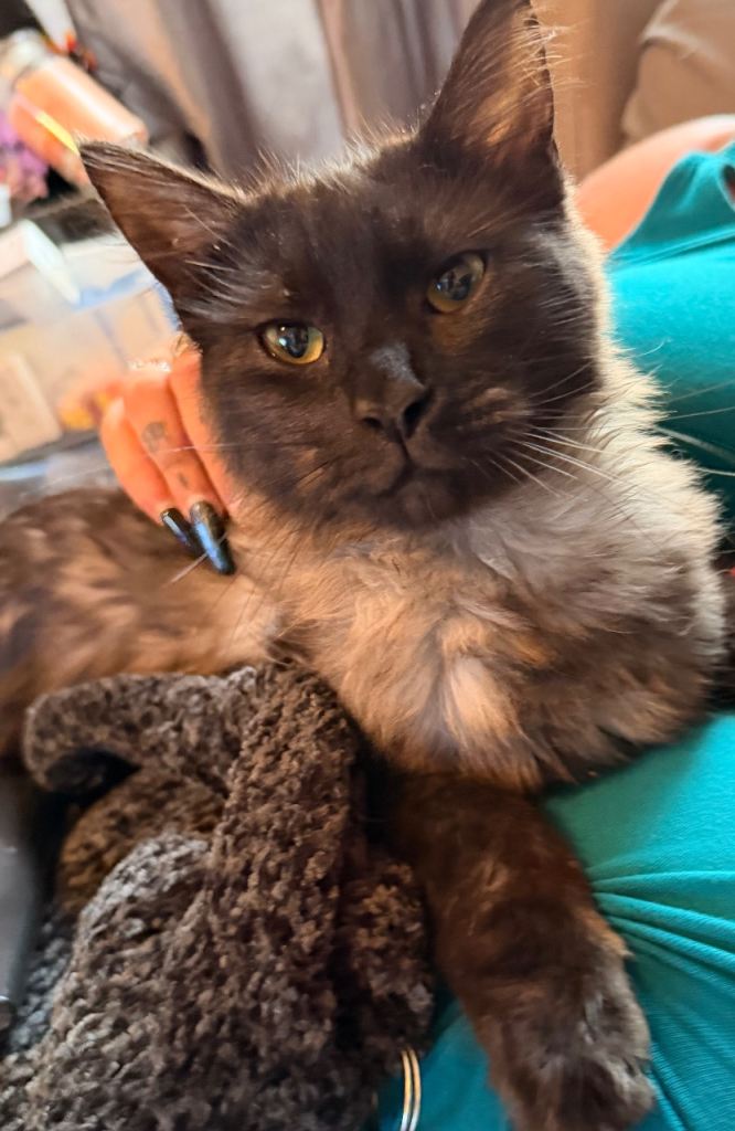 Stunning Maine coon