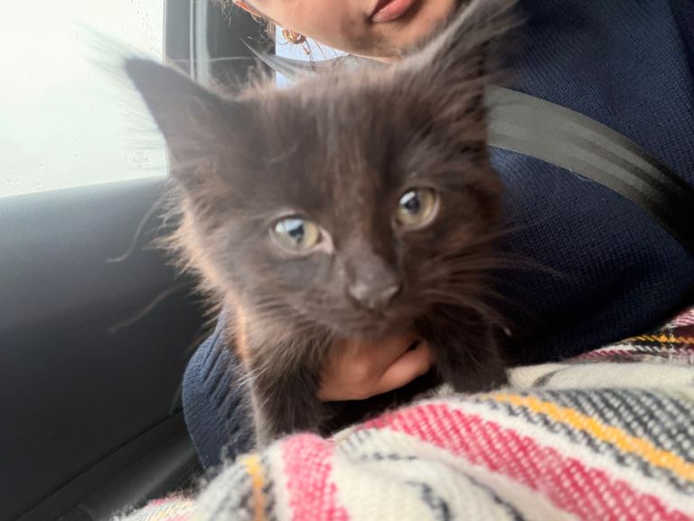 Black Ragdoll x British longhair 