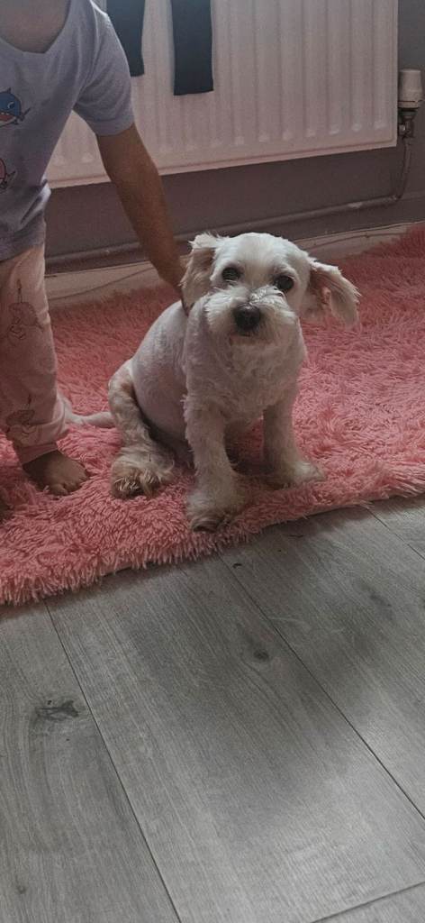 Dog For rehome 