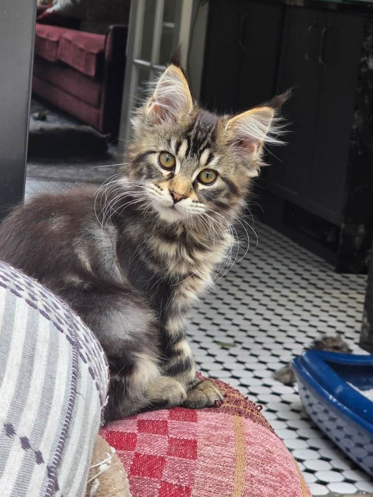 REDUCED Stunning Full XL Maine Coon kittens