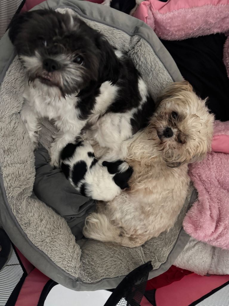 SOLD 2 x male Shih Tzu puppies for sale
