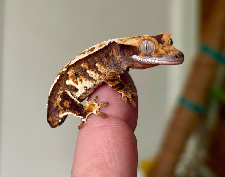 Young Crested Geckos and adult male