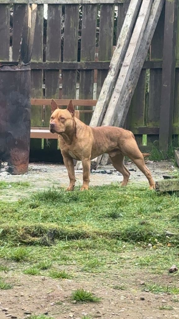 Reggie- 18 Month Old Pocket Bully