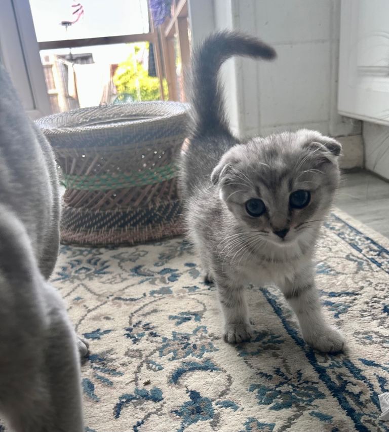 Russian blue kittens 