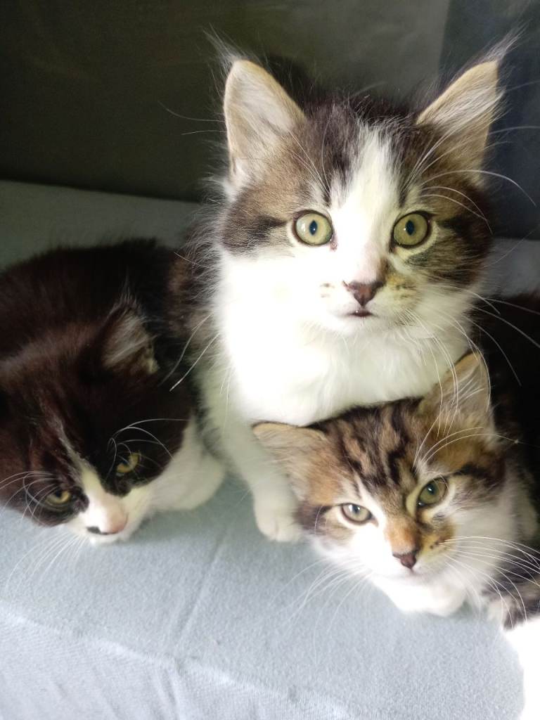 Kittens for sale, x4, 8 weeks old, litter tray trained, Eating alot, very Lively  