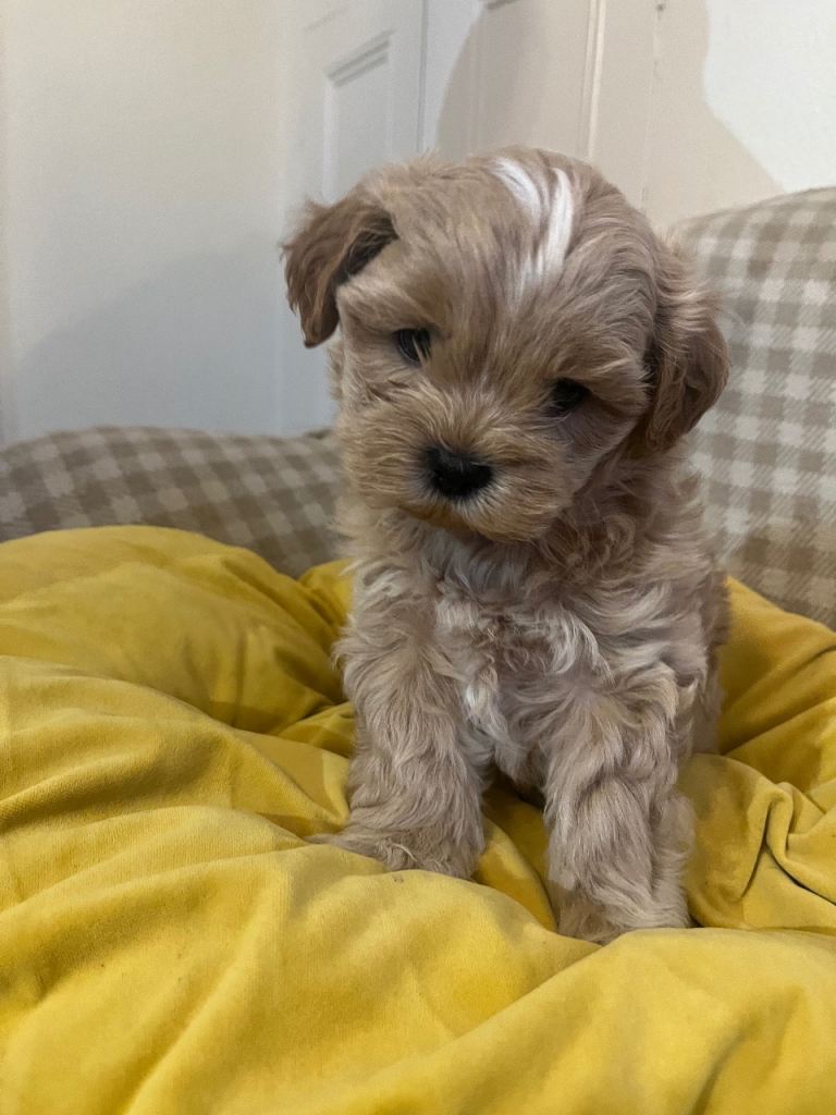 Stunning shih poo available to reserve 