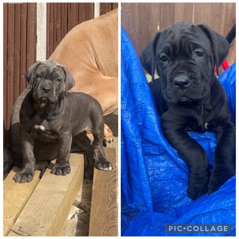 2 girl cane corso pups 