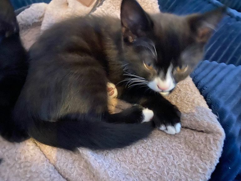 Kittens