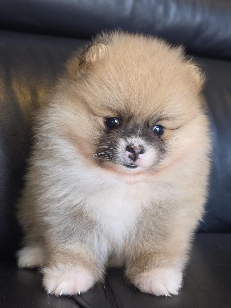 Beautiful Pomeranian puppies 