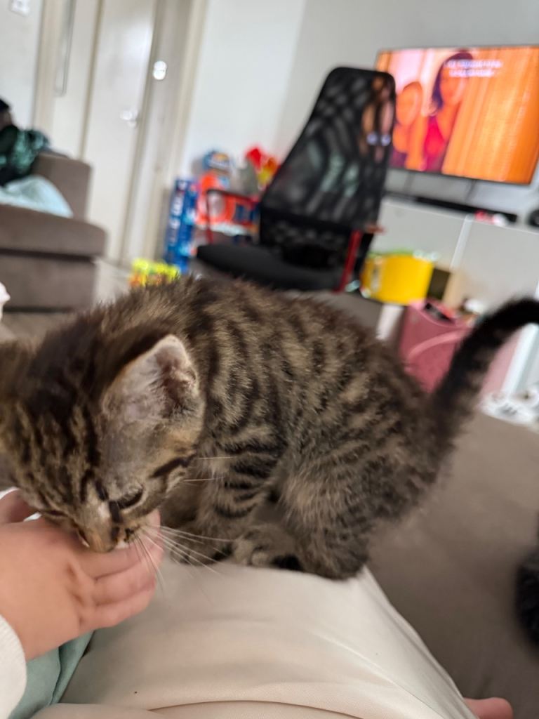Fluffy kittens 