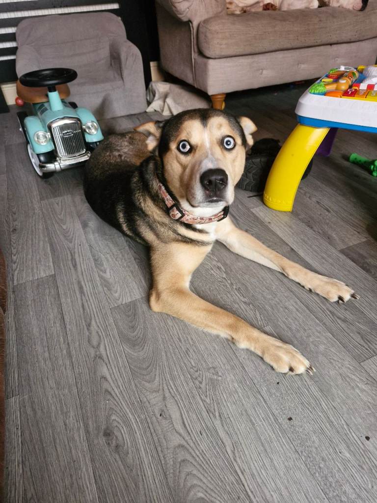 German Shepherd cross husky - wolfie 