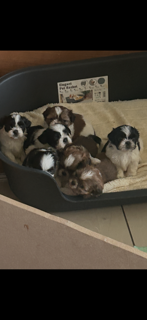 Shih tzu pups