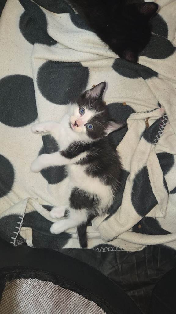 Beautiful mixed kittens