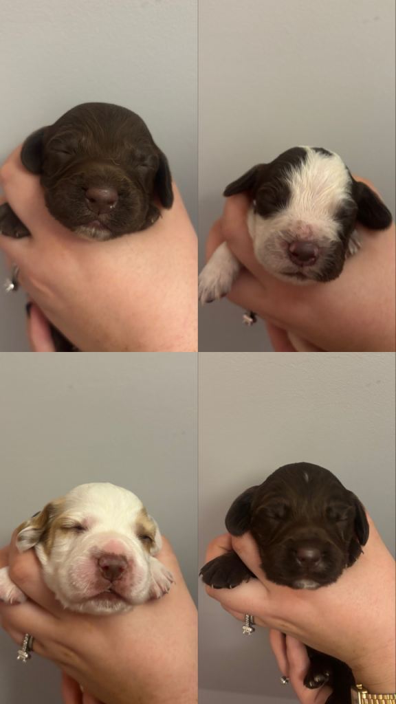Cocker Spaniel Puppies 