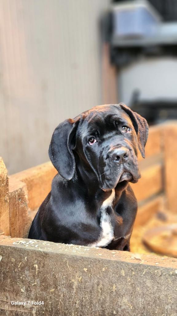 Cane Corso Female Puppy ready for her new home