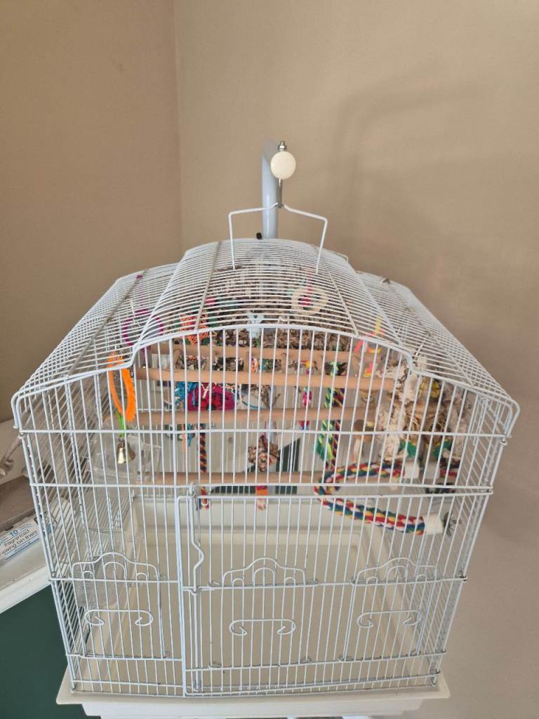 Bird cage 