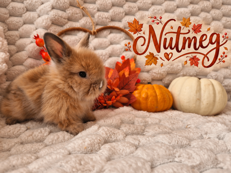 Mini Lop Babies & Double Maned Lionhead Babies 