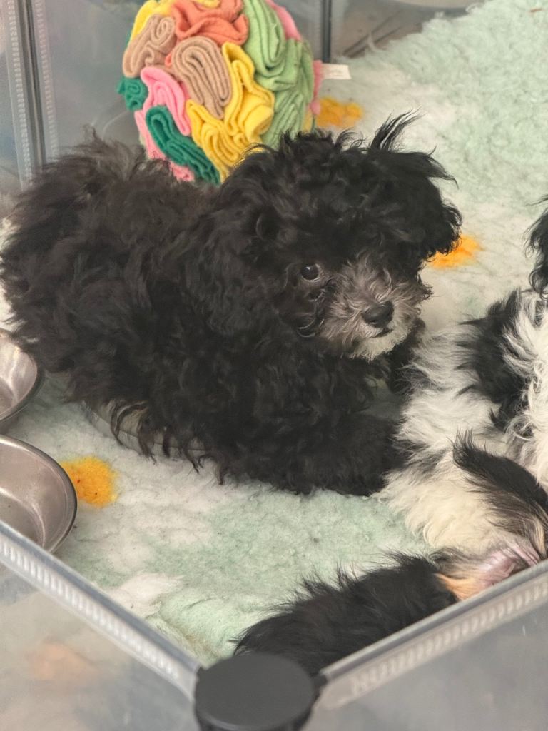 We have 3 beautiful and fluffy poodle cross boys, vaccinated to date, microchipped, wormed to date.