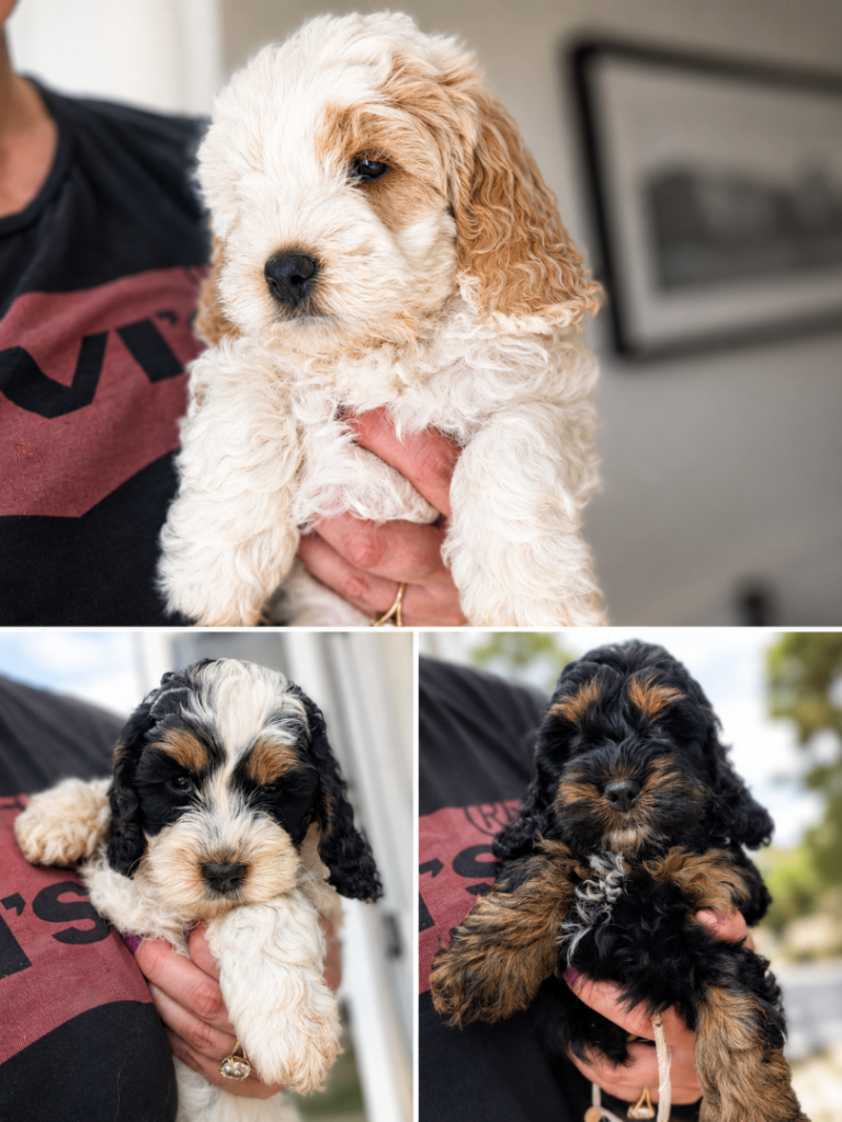 Gorgeous F1 Cockapoo Puppies – Health checked, Fully Vaccinated & Raised in Our Family Home