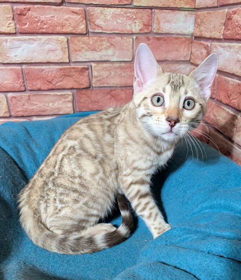Registered Bengal kittens, only one girl left.