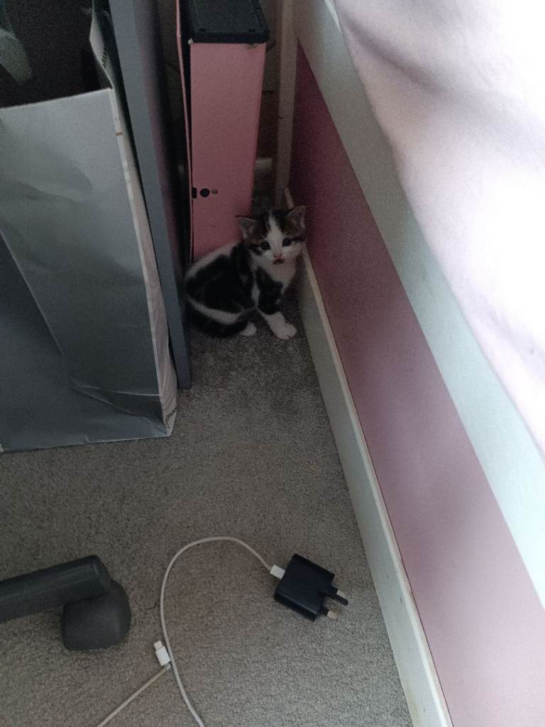 Kittens ready to leave now 