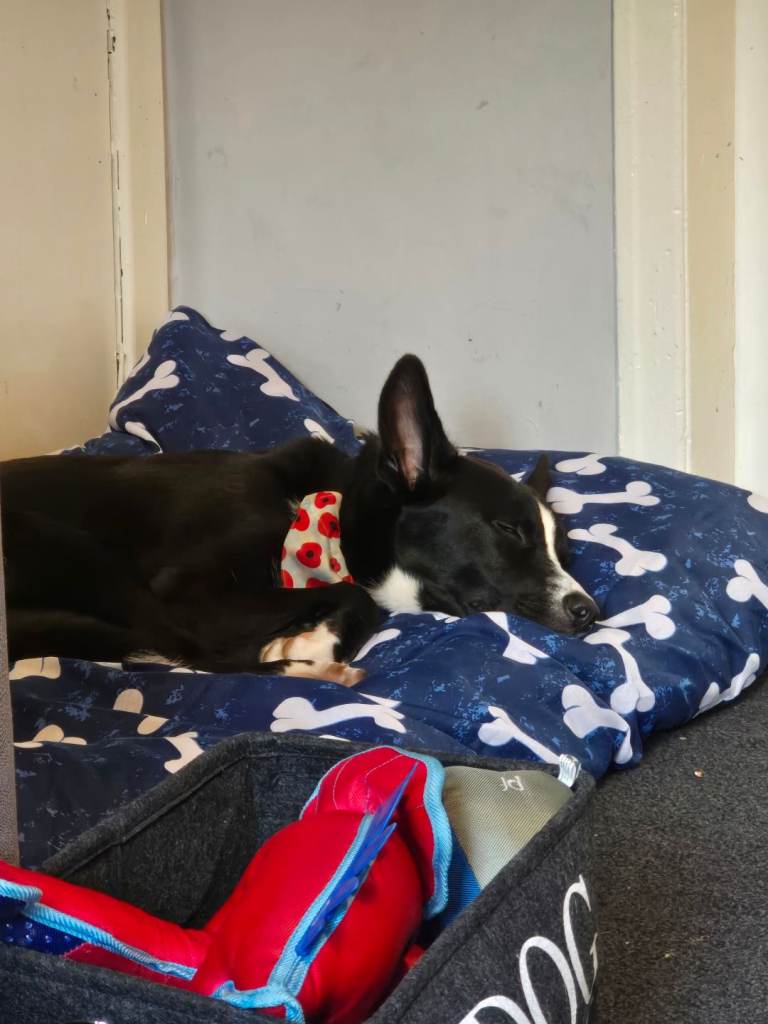 Collie cross German Shepherd