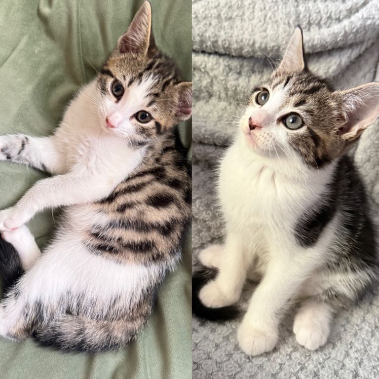 Kittens 