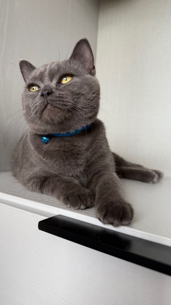 British ShortHair 