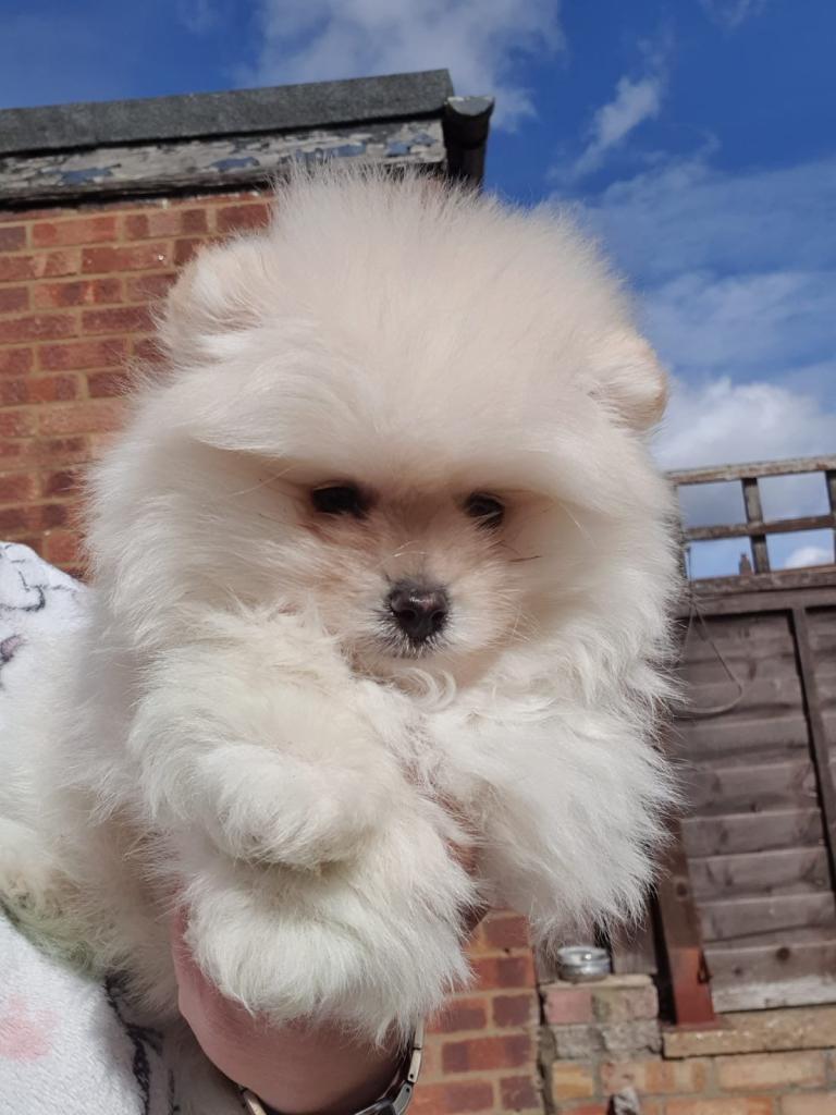 Boy Pomeranians