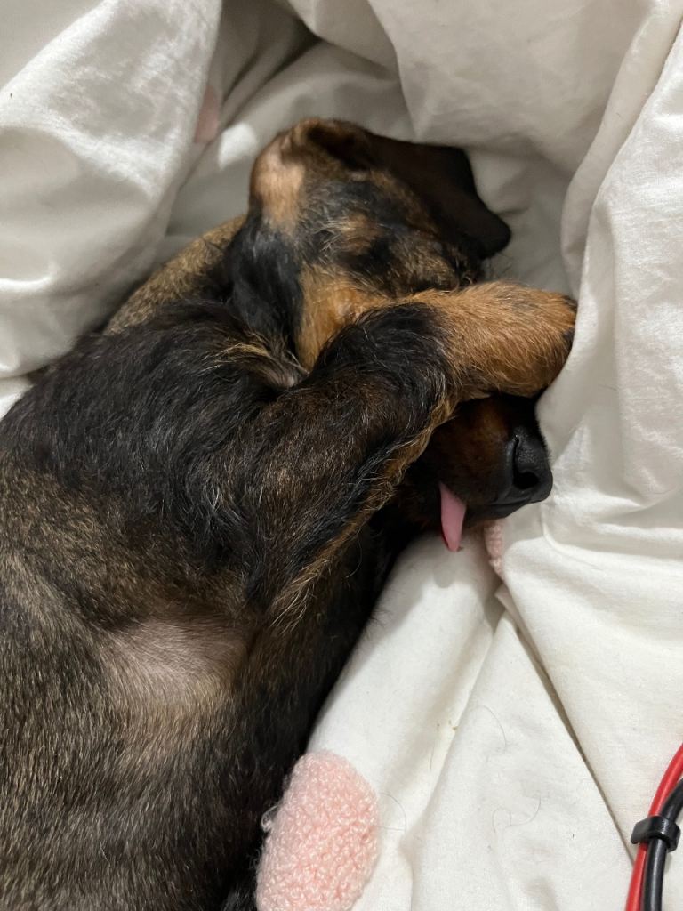 Wire haired Dachshund for sale 