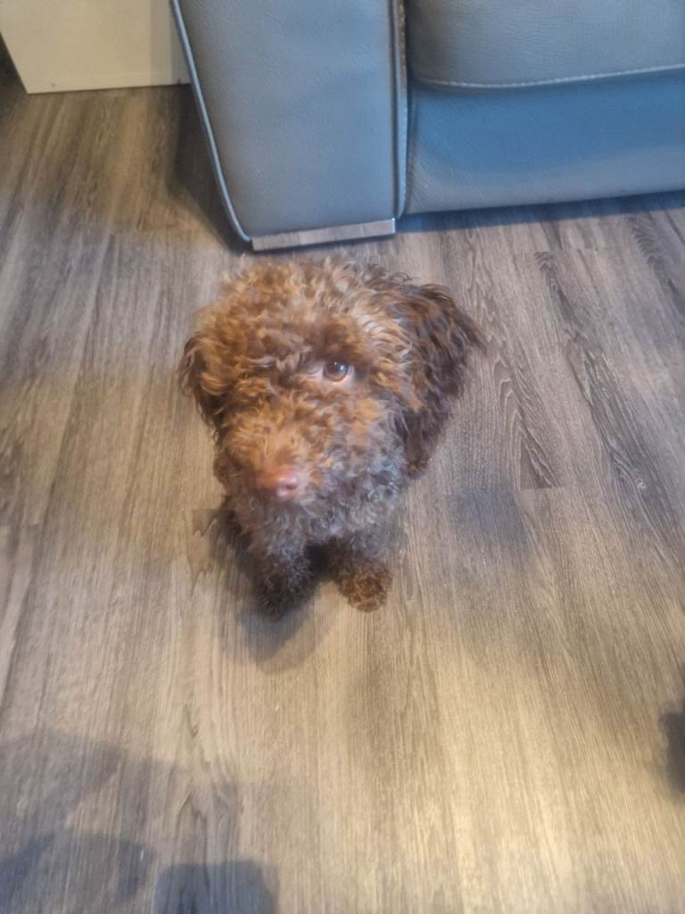 Toy poodle