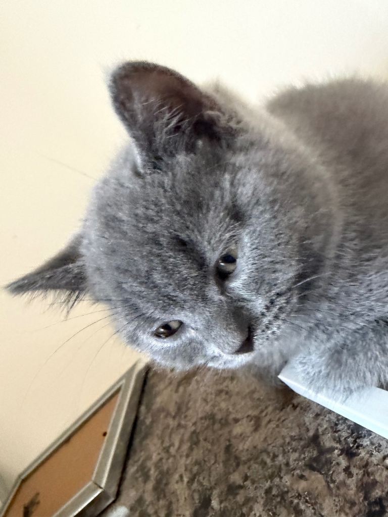 8 week old British shorthair kitten for sale