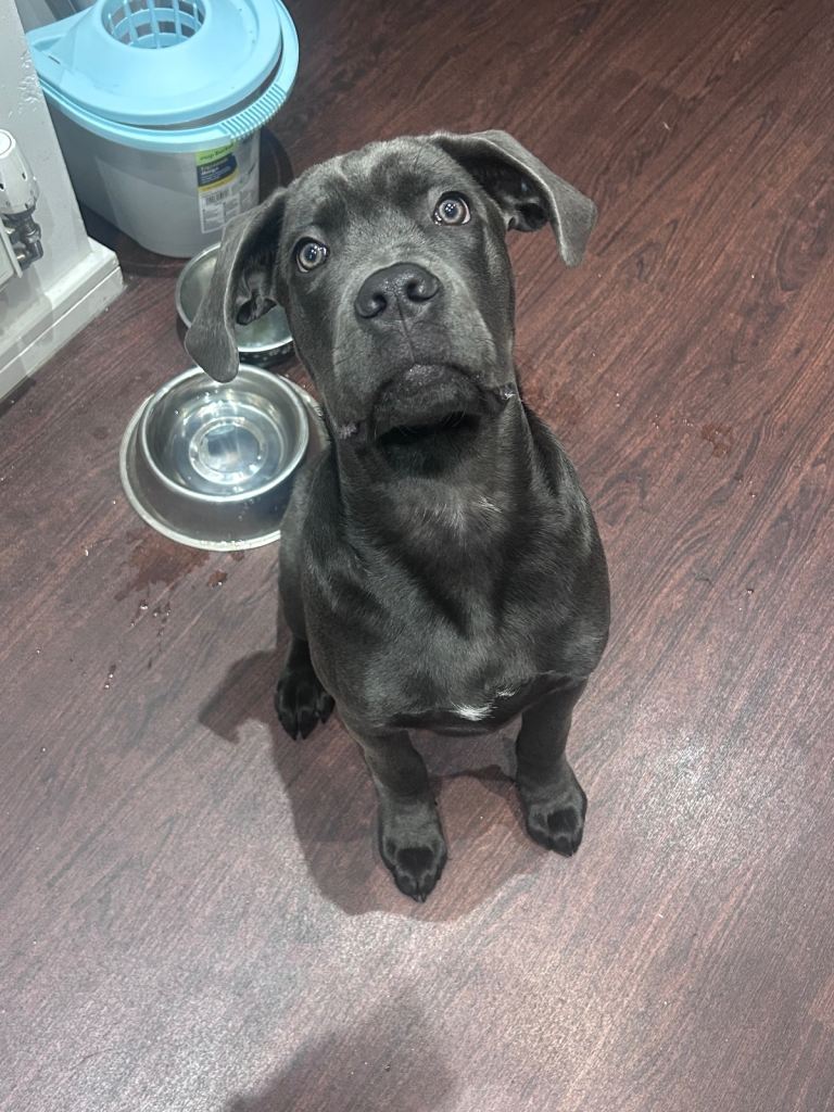 6 months old cane corso 