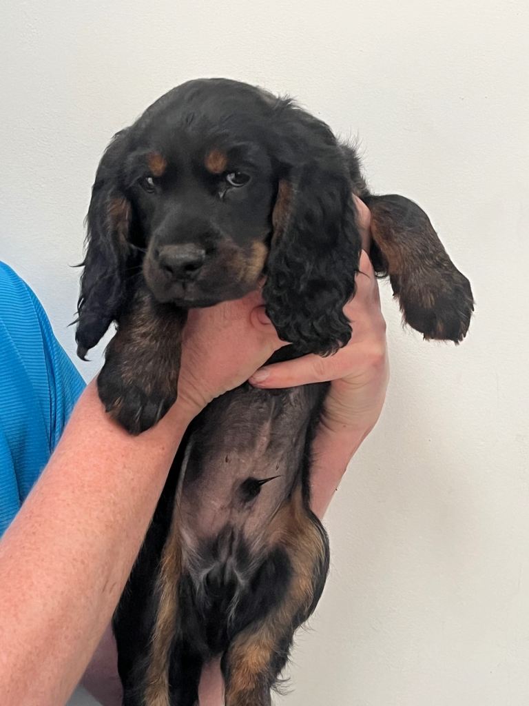 Non KC registered working cocker spaniel