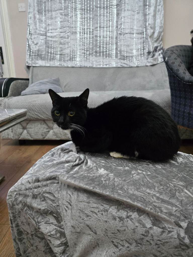 tuxedo cat or bamby breed cat